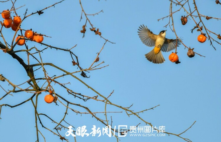 贵阳南明：冬暖柿红鸟欢