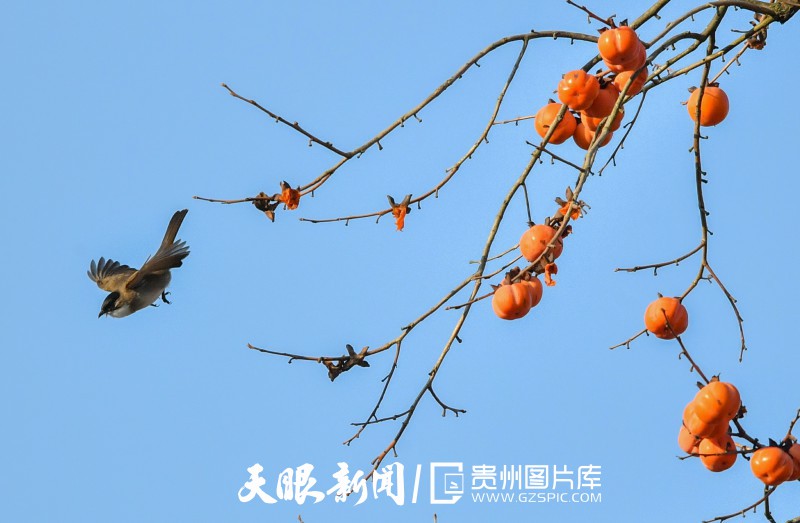 貴陽南明：冬暖柿紅鳥歡