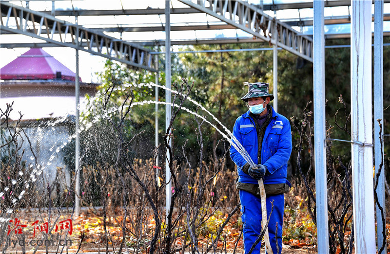 洛阳创建东亚文化之都｜洛阳隋唐城遗址植物园：精心养护管理 牡丹安稳“过冬”