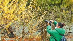 第二十七届昆明梅花节在黑龙潭公园开幕