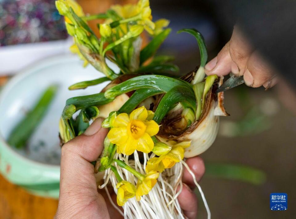 漳州：水仙“花樣”迎新春