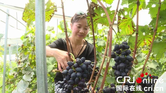 贵州关岭紫王高坡村葡萄喜获丰收