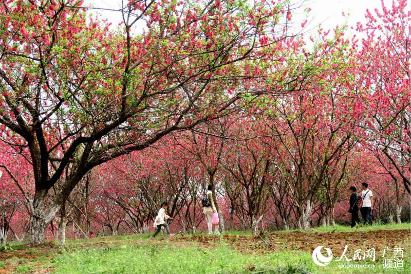 【焦點圖】廣西桂林：桃花爛漫迎客來