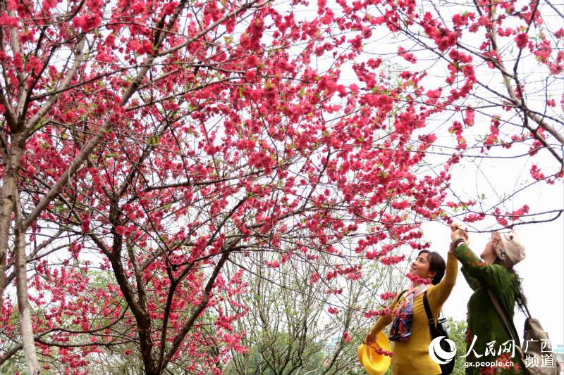 【焦點圖】廣西桂林：桃花爛漫迎客來