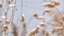 河南三门峡：雪后天鹅湖