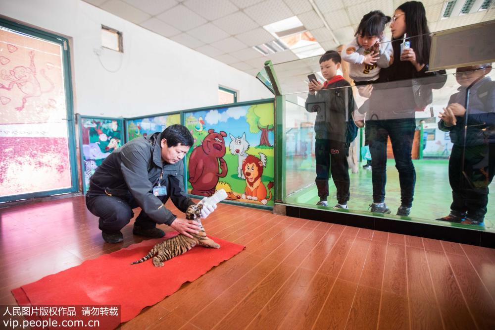 華南虎三胞胎首次亮相杭州 專人24小時看護