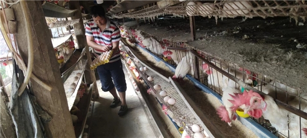 云南南华红土坡：蛋鸡养殖喜增收