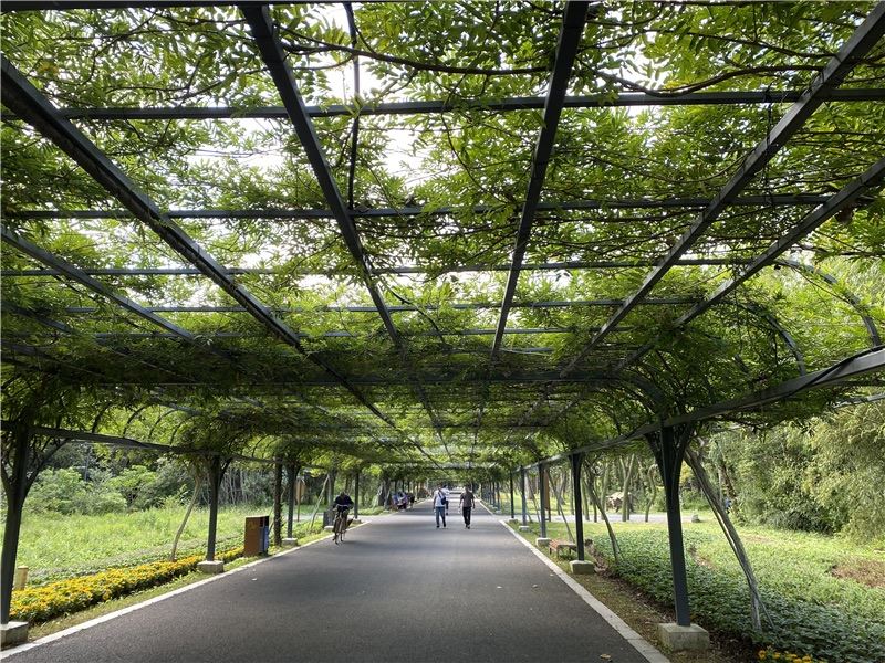 【图说上海】上海2022年立体绿化总量达550万平米以上
