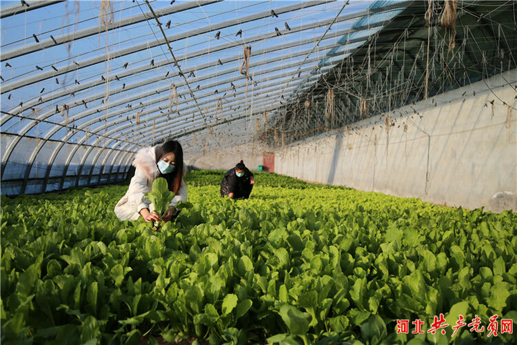 河北遷安：特色蔬菜“搶鮮”上市助農增收
