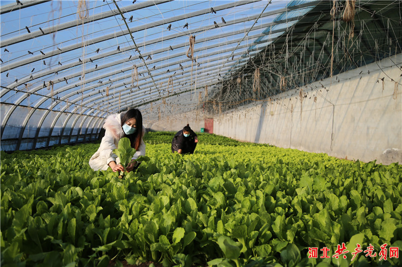 河北遷安：特色蔬菜“搶鮮”上市助農增收