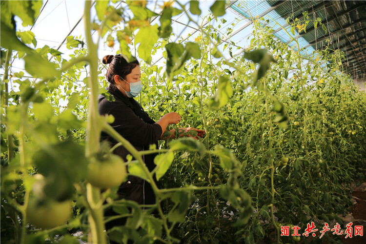 河北遷安：特色蔬菜“搶鮮”上市助農增收