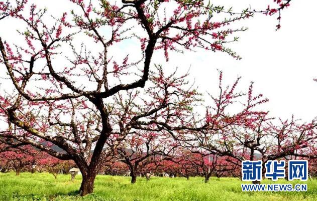 十里桃林醉春光 龙南县2018年南武当桃花节开幕