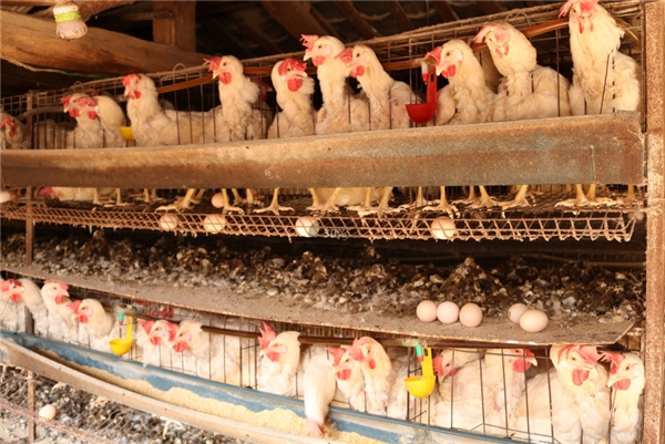 云南南华红土坡：蛋鸡养殖喜增收