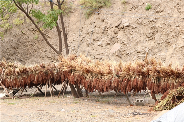 云南南华红土坡镇：高粱“映红”致富路