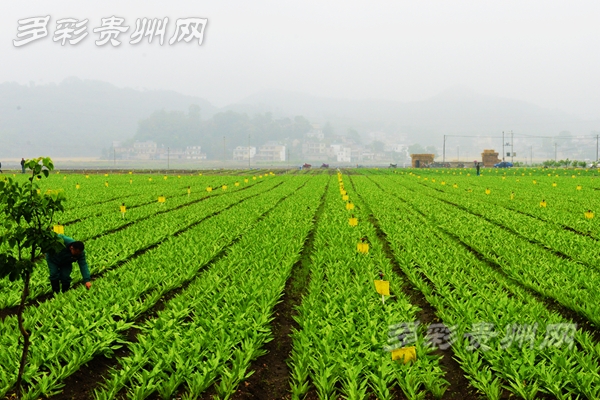 （大扶贫）贵州：发出“号令”使出“秘籍” 全力打好脱贫攻坚四场硬仗