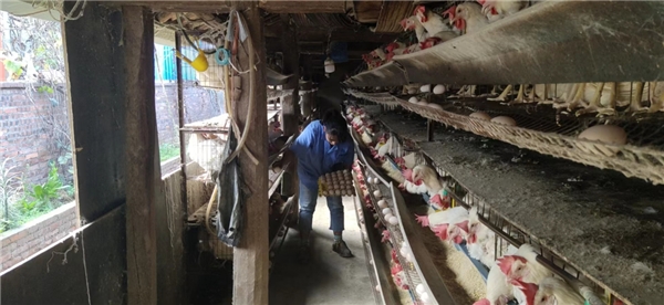 云南南华红土坡：蛋鸡养殖喜增收