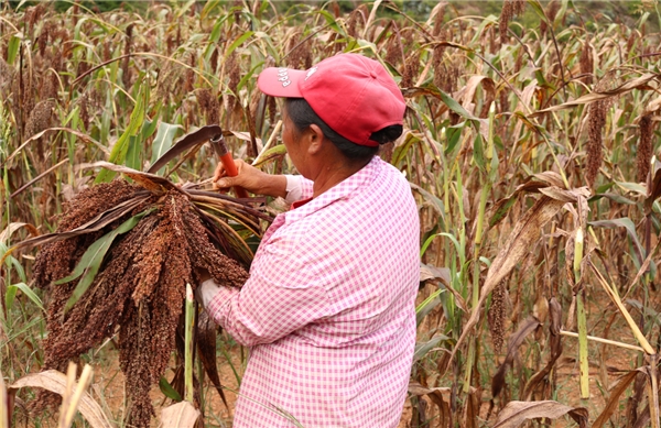 云南南华红土坡镇：高粱“映红”致富路