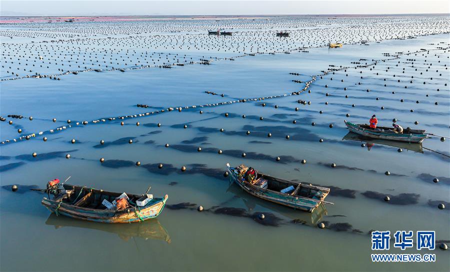 山东荣成：海洋牧场冬管忙