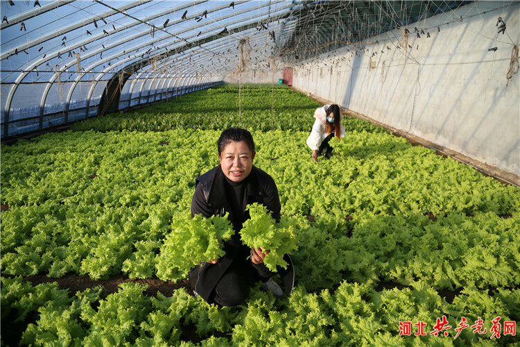 河北迁安：特色蔬菜“抢鲜”上市助农增收