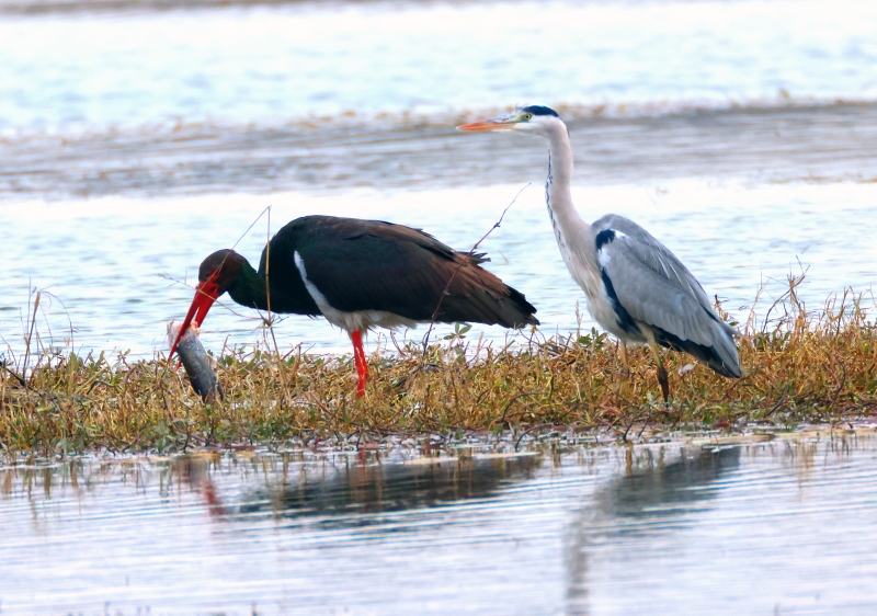 南阳市内乡县：湿地生态美 百鸟舞翩跹_fororder_黑鹳（左）正在进食 摄影 李红亚