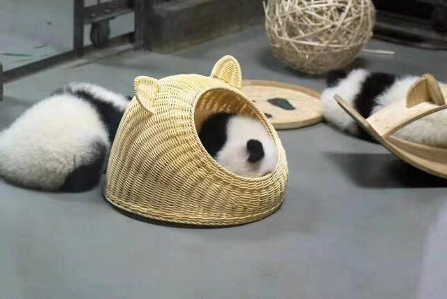 熊猫迷们聚集 首届“悦游成都”熊猫打卡活动收官