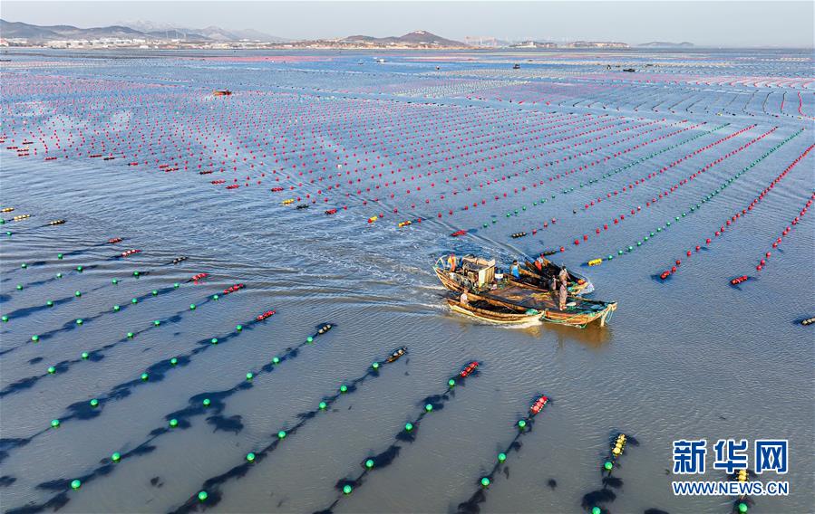 山东荣成：海洋牧场冬管忙