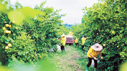 川渝携手打造世界级柠檬产业基地
