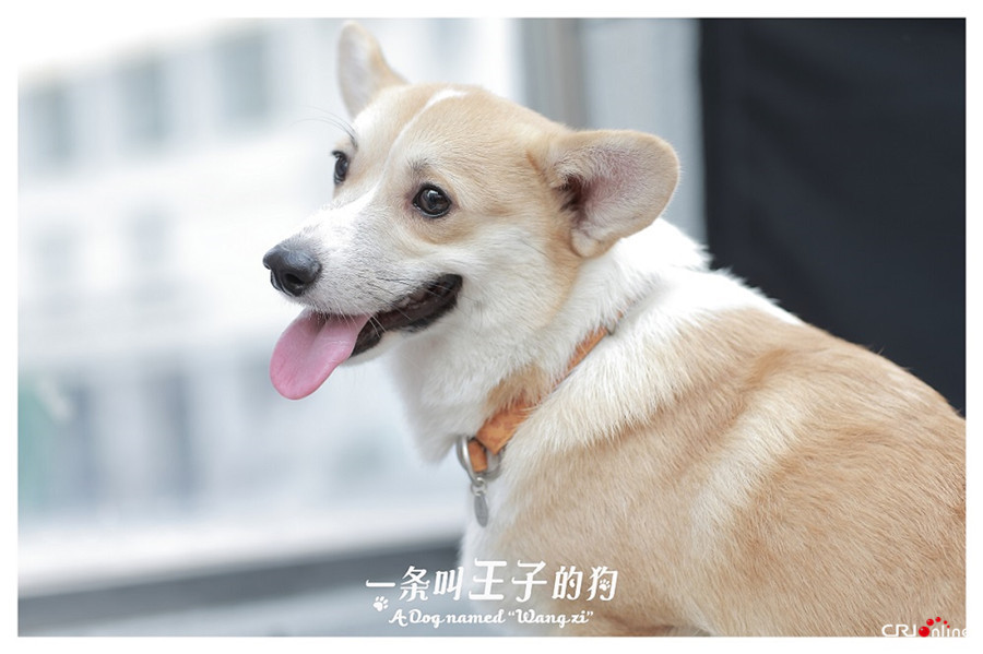 一条叫王子的狗曝光海报柯基王子曲折身世大揭秘