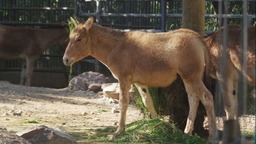 【文化旅游】上海动物园食草区升级 喜迎蒙古野驴一家三口