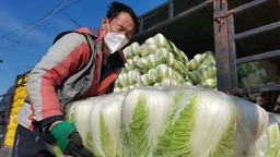 【图说上海】双节将至确保供应量足价稳 上海全力守护市民“菜篮子”