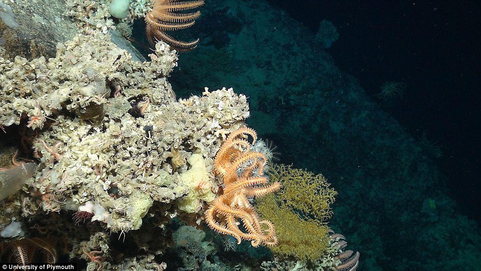 英水下机器人探索海底山脉展现迷人海底世界