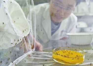 四川省疾控中心养蚊室：成千上万蚊子一眼知雌雄