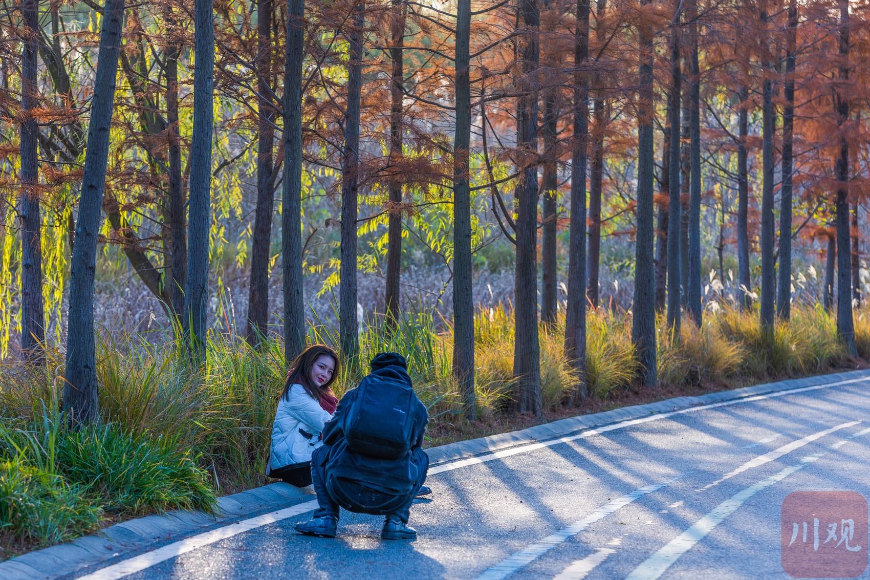 （轉載）天高氣爽 香城濕地生態公園的水杉紅了