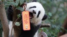 迎新年 成都熊猫基地大熊猫萌宝齐亮相