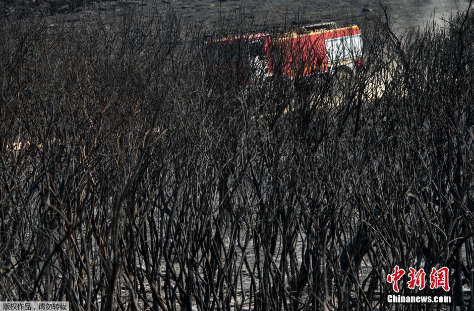 西班牙森林火灾持续 绿树变枯枝