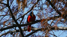 镇江句容赤山湖发现罕见鸟种赤红山椒鸟