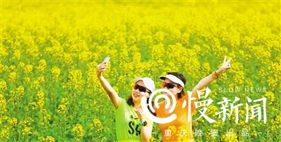 【行游巴渝 标题摘要】油菜花开了 去广阳岛赏花要错峰出行