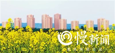 【行游巴渝 标题摘要】油菜花开了 去广阳岛赏花要错峰出行