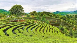 红河州红河县打通堵点发展茶产业