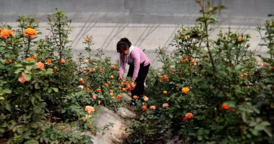 、濮陽市濮陽縣：黃河灘區千余畝玫瑰花成為鄉村振興“致富花”_fororder__45100001