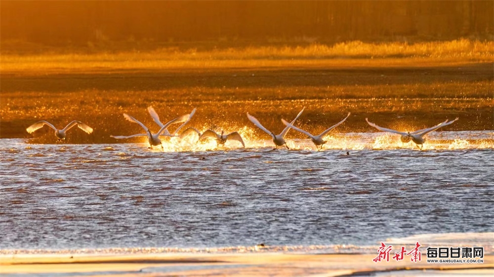 金昌：晨曦浸染天鵝湖 天鵝擊水濺清波_fororder_3