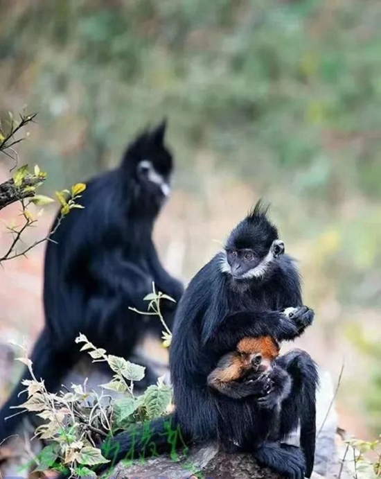 （供稿）六盤水野鐘黑葉猴自然保護區：聚焦生物多樣性 保護黑葉猴棲息地_fororder_微信圖片_20230129123733