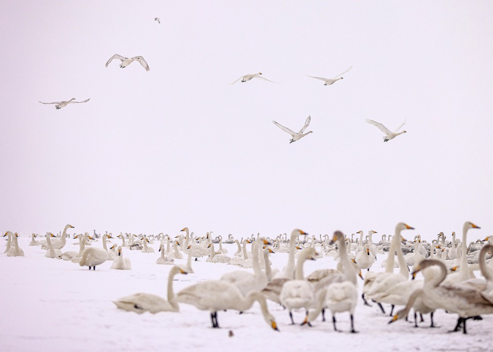 威海荣成：天鹅沐雪舞翩跹