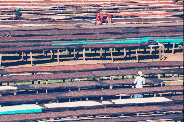 从豆到杯 云南咖啡到底好在哪