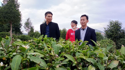 漳州诏安：省级科技特派员下乡“问诊”  助推茶叶产业振兴