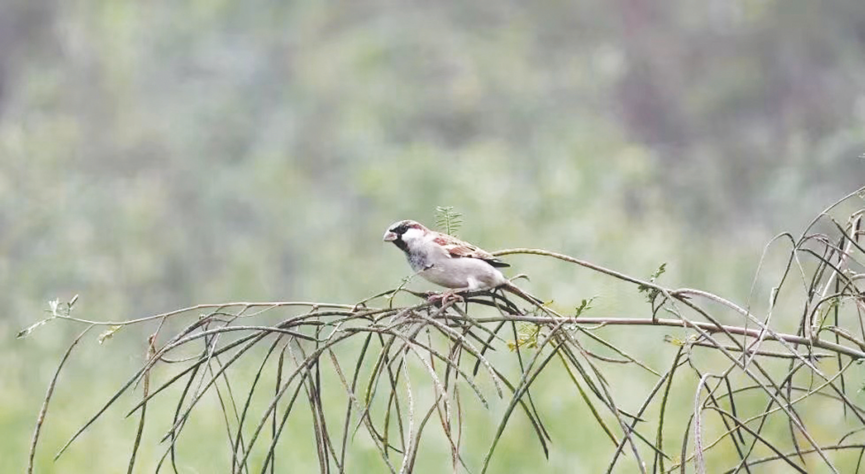 531种！在南宁能看到广西七成以上鸟类