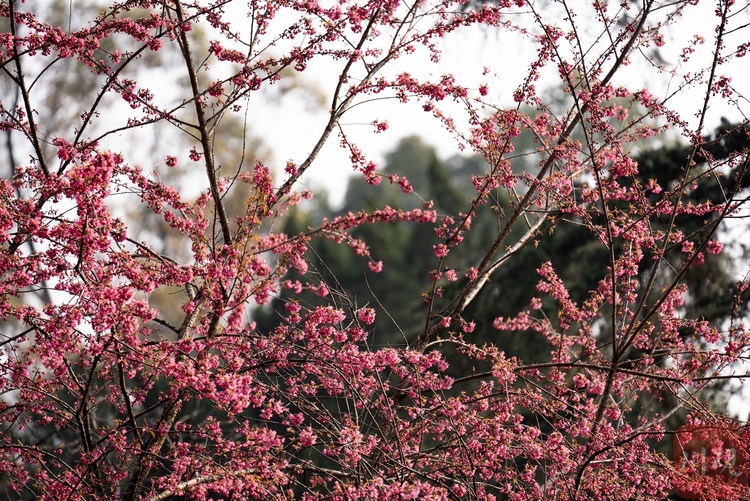 （轉載）成都“雲南早櫻”已綻放 百名拍客一同追春天