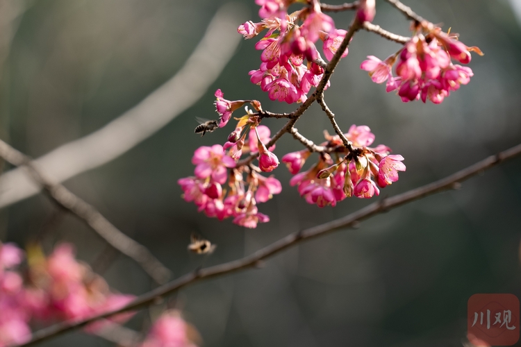 （轉載）成都“雲南早櫻”已綻放 百名拍客一同追春天