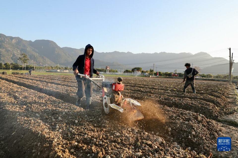 福州蔬菜产区春种春收忙