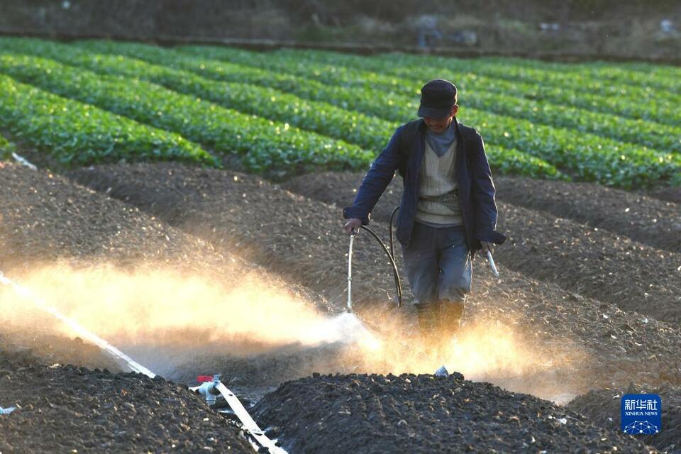 福州蔬菜産區春種春收忙